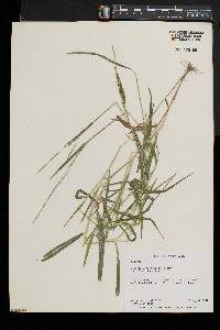 Leersia virginica image