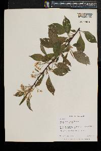 Prunus pensylvanica image