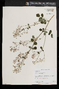 Thalictrum pubescens image