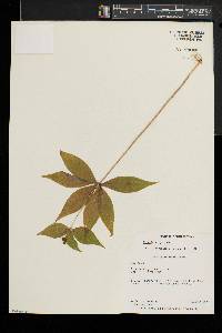 Medeola virginiana image