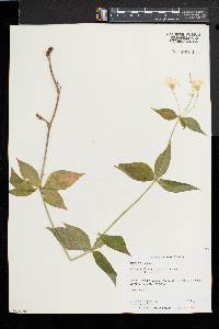 Silene stellata image