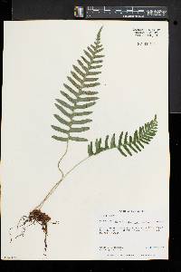 Polypodium appalachianum image