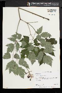 Actaea alba image