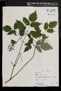 Actaea alba image