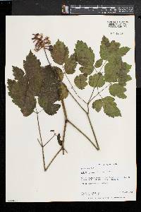 Actaea alba image