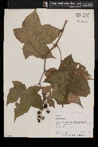 Rubus odoratus image