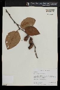 Betula alleghaniensis image