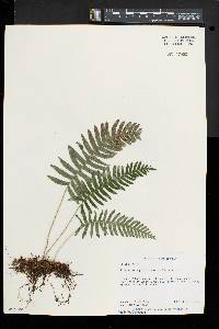 Polypodium appalachianum image