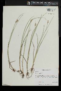 Juncus articulatus image