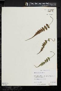 Asplenium pinnatifidum image