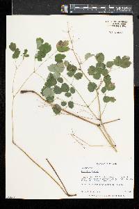 Thalictrum dioicum image