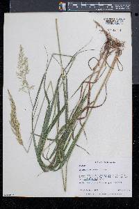 Calamagrostis porteri image