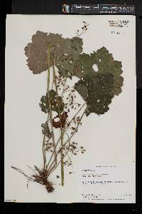 Heuchera americana image