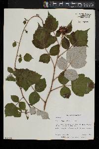 Rubus phoenicolasius image