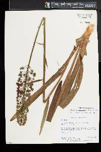 Amianthium muscitoxicum image