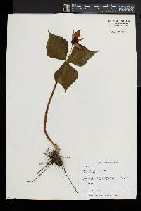 Trillium erectum image