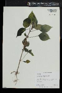 Pilea pumila image