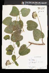 Smilax herbacea image