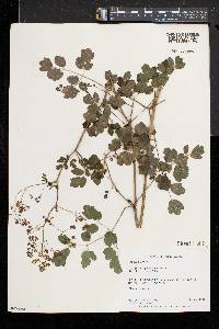 Thalictrum pubescens image