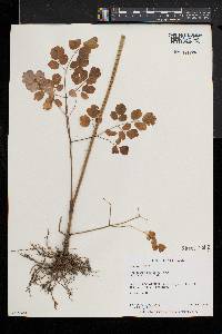 Thalictrum pubescens image