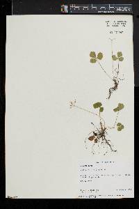 Coptis trifolia image