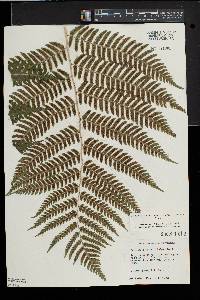 Dryopteris celsa image