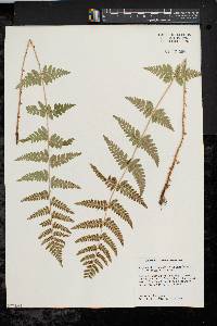 Dryopteris × boottii image