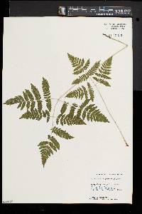 Gymnocarpium dryopteris image