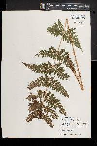 Dryopteris × triploidea image