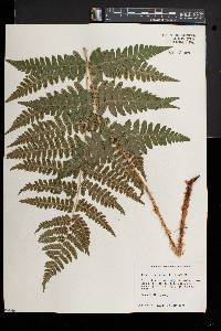 Dryopteris dowellii image