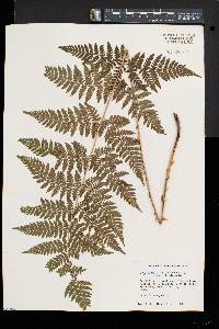 Dryopteris × triploidea image