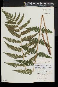 Dryopteris clintoniana image