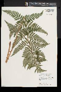 Dryopteris × triploidea image