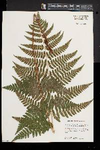 Dryopteris dowellii image