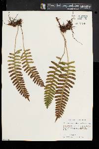 Polypodium appalachianum image