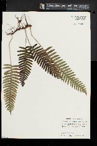 Polypodium appalachianum image