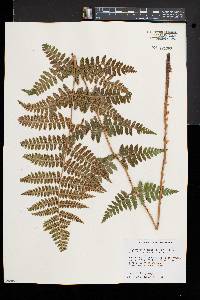 Dryopteris dowellii image