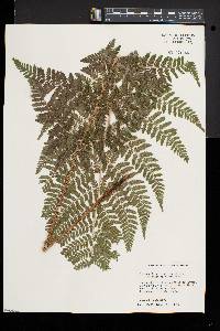 Dryopteris × triploidea image