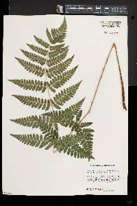 Dryopteris dowellii image