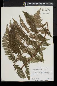 Dryopteris goldieana image