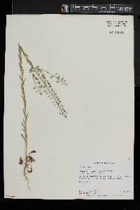 Lepidium campestre image