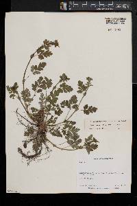 Geum vernum image