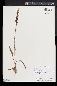 Spiranthes casei image