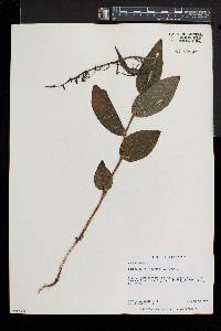 Epipactis helleborine image