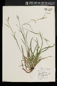 Carex debilis var. rudgei image