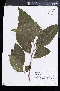 Pyrularia pubera image