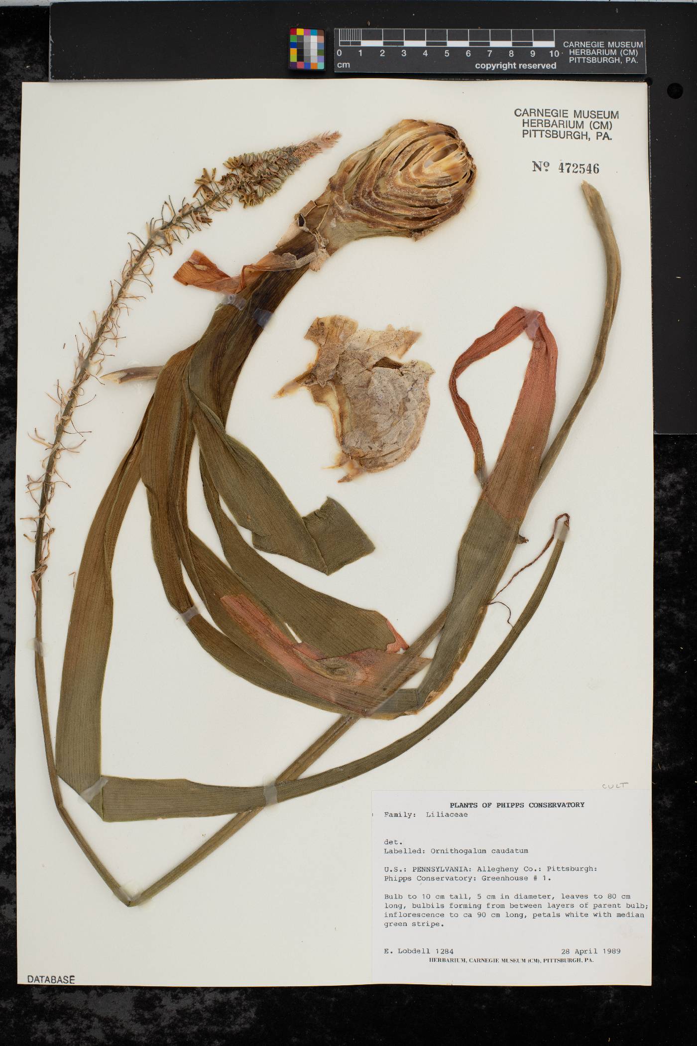 Ornithogalum caudatum image