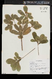 Pittosporum tobira image