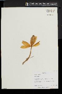 Sternbergia lutea image