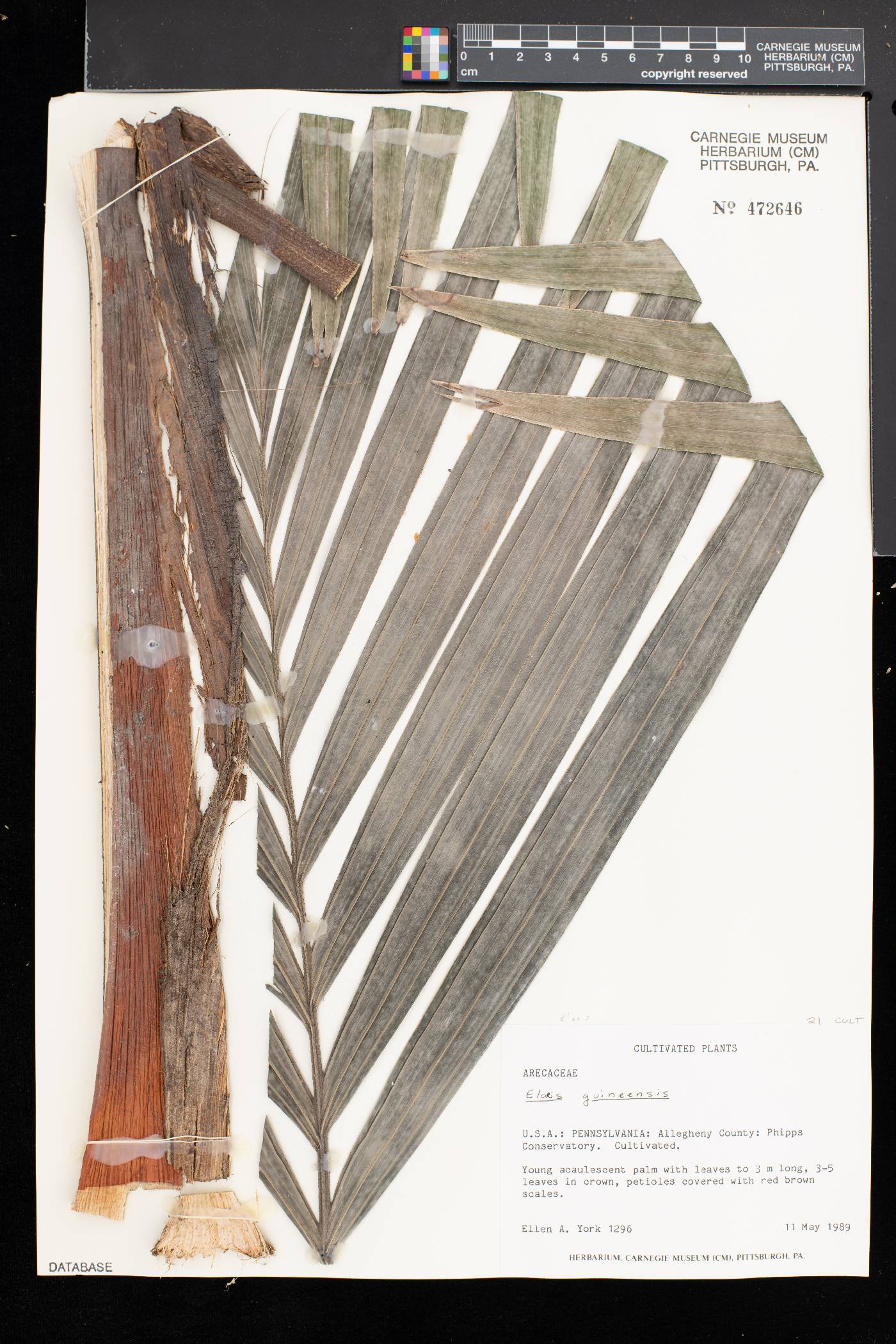 Elaeis guineensis image